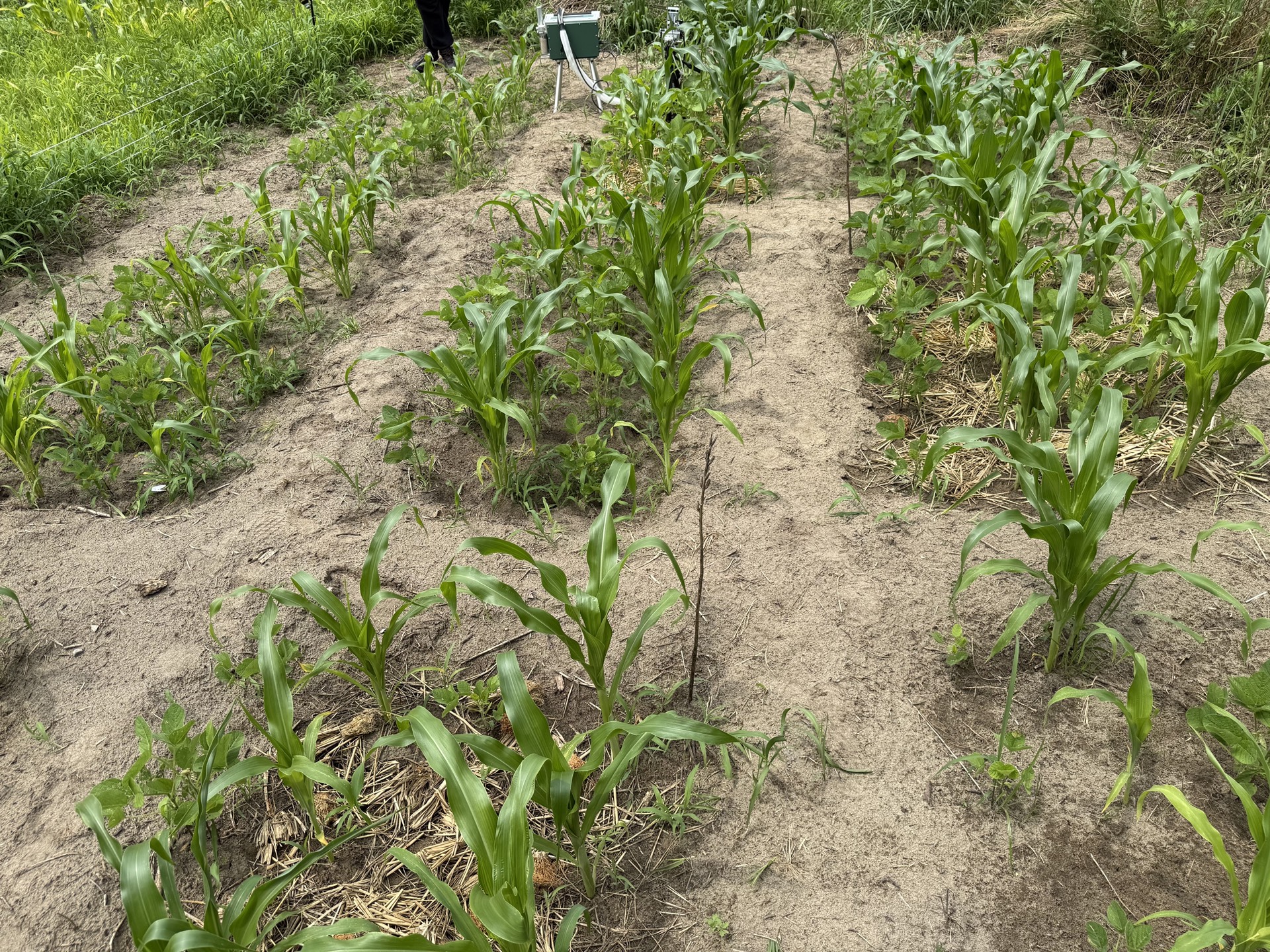 Field research photo 30